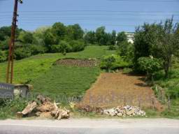 PICT6417 cajovnikova pole.jpg